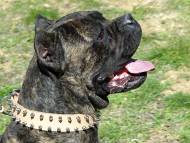 Cane Corso dog collar