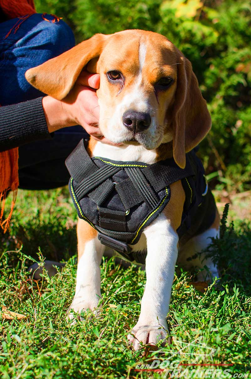 harness for beagle puppy